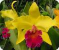 Blc. Alma Kee Tipmalee AM/AOS